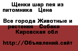 Щенки шар-пея из питомника › Цена ­ 15 000 - Все города Животные и растения » Собаки   . Кировская обл.